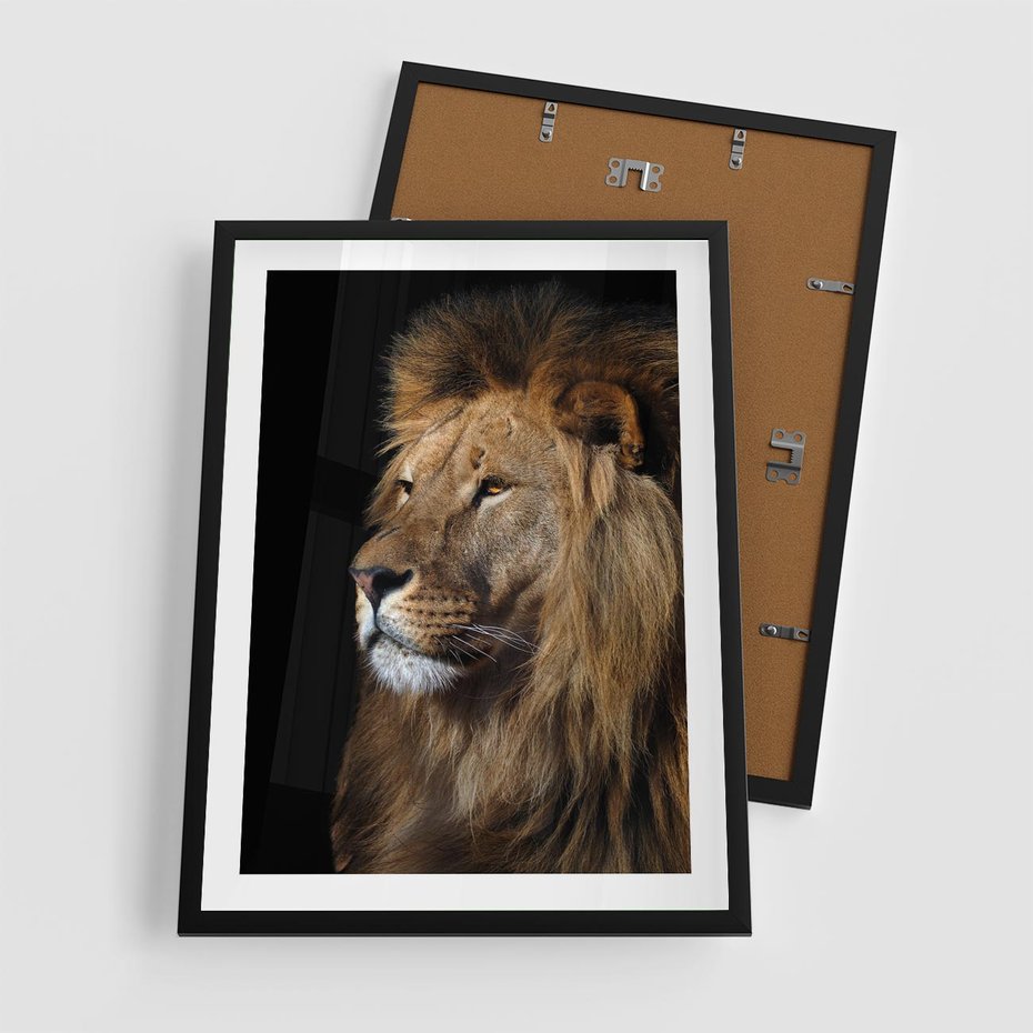 Plakat w ramie 50x70 - Władca Dzikiej Przyrody - lew, król - rama czarna