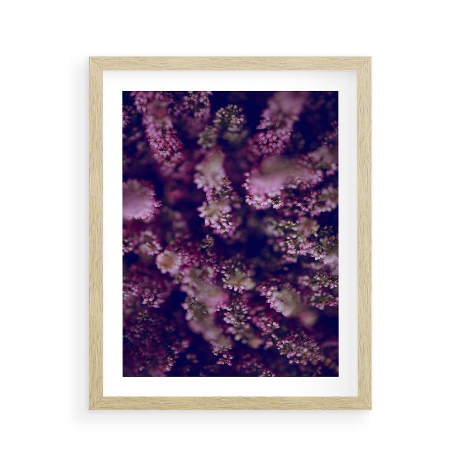 Plakat w ramie 40x50 - Wrzosowa Delikatność - wrzosy, kwiaty - rama drewno