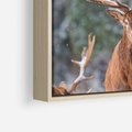 Obraz w ramie 80x80 - Monarcha Zimowej Dziczy - jeleń, zima - rama drewno