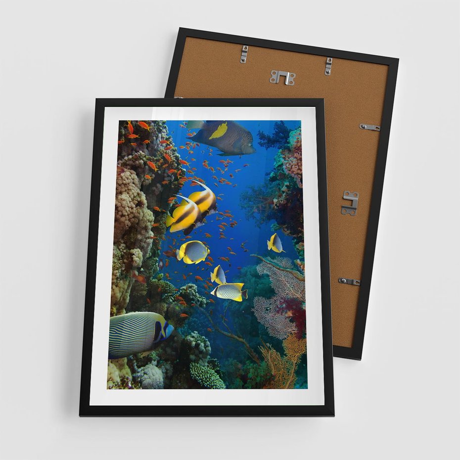 Plakat w ramie 50x70 - Podwodne królestwo rafy koralowej - rafa, koralowa - rama czarna