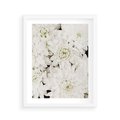 Plakat w ramie 40x50 - Białe Kwiaty: Płatki Delikatności - białe kwiaty, zbliżenie - rama biała