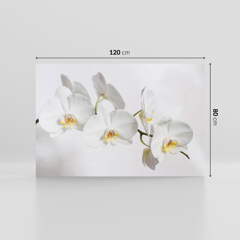 Obraz na płótnie 120x80 - Orchidea Kwiat - orchidea, kwiat