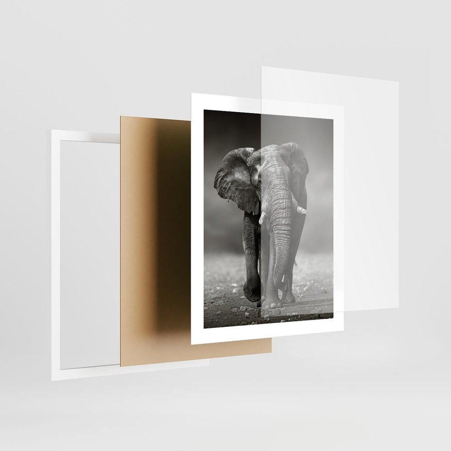 Plakat w ramie 40x50 - Majestatyczny słoń Afryki - słoń, Afryka - rama biała