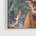 Obraz w ramie 50x50 - Monarcha Zimowej Dziczy - jeleń, zima - rama drewno