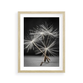 Plakat w ramie 30x40 - Delikatność dmuchawców zbliżenie - dmuchawce, zbliżenie - rama drewno