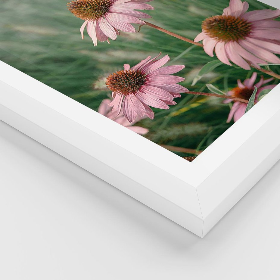 Plakat w ramie 50x70 - Natura w Pełnym Blasku - kwiaty na łące, różowe kwiaty polne - rama biała