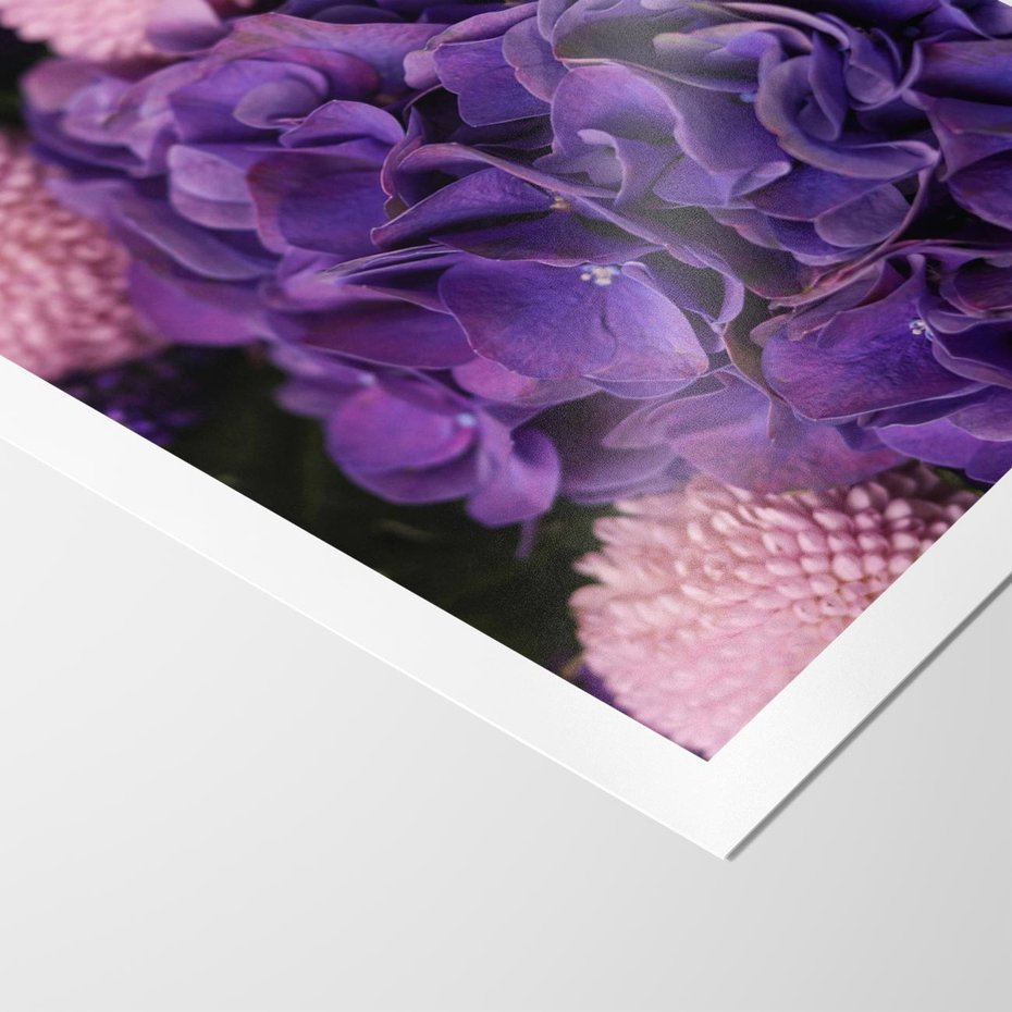 Plakat bez ramy 30x40 - Fioletowa hortensja - kwiaty, hortensja