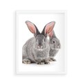 Plakat w ramie 40x50 - Uroczy królik wśród natury - królik, zając - rama biała