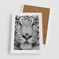 Plakat w ramie 50x70 - Magia Białego Tygrysa - biały, tygrys - rama biała