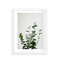 Plakat w ramie 30x40 - Żywa eukaliptusowa zieleń - eukaliptus, zielone - rama biała