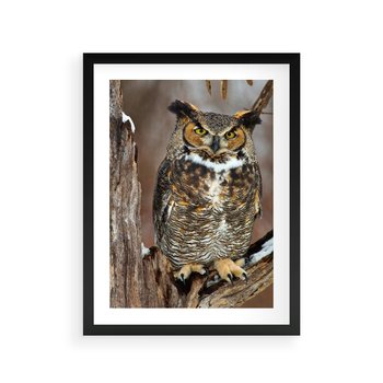 Plakat w ramie 40x50 - Tajemniczy Stróż - sowa, las - rama czarna
