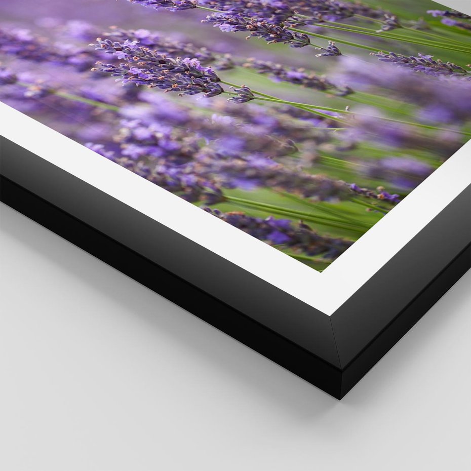 Plakat w ramie 50x70 - Urok lawendy - lawenda, kwiaty - rama czarna