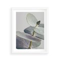 Plakat w ramie 40x50 - Zbliżenie Liści Eukaliptusa - eukaliptus, zbliżenie - rama biała