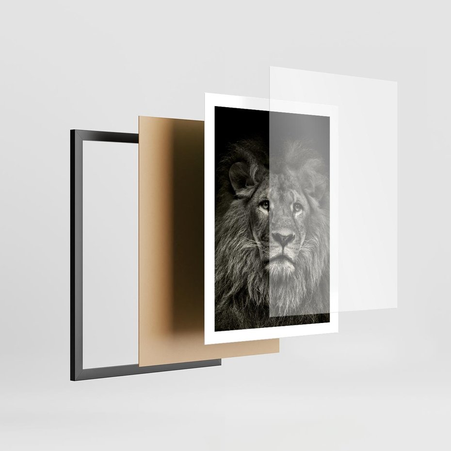 Plakat w ramie 50x70 - Moc lewego spojrzenia - lew, czarno - rama czarna