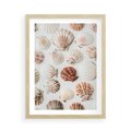 Plakat w ramie 50x70 - Morska Delikatność: Muszelki na Białym Tle - kompozycja, morskie muszelki na białym tle - rama drewno