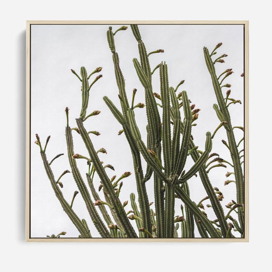 Obraz w ramie 80x80 - Ekskluzywna Roślinność - kaktusy, liście - rama drewno
