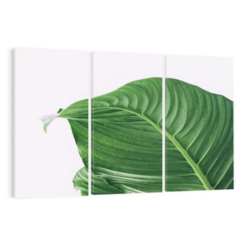 Obraz na płótnie 120x80 - Zielone liście monstery - liście, monstera