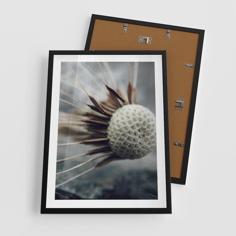 Plakat w ramie 50x70 - Makro Dmuchawiec - dmuchawiec, zbliżenie - rama czarna