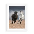 Plakat w ramie 50x70 - Siła koni w galopie - konie, galop - rama biała
