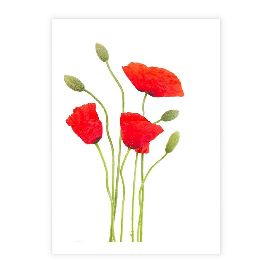 Plakat bez ramy 21x30 - Pola maków w pełnym kolorze - maki, kwiaty