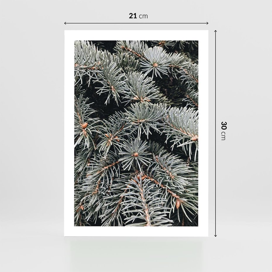 Plakat bez ramy 21x30 - Zima na Gałęziach - sosnowe gałęzie, igły