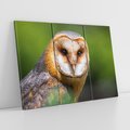 Obraz na płótnie 120x80 - Sowa nocą - sowa, ptak