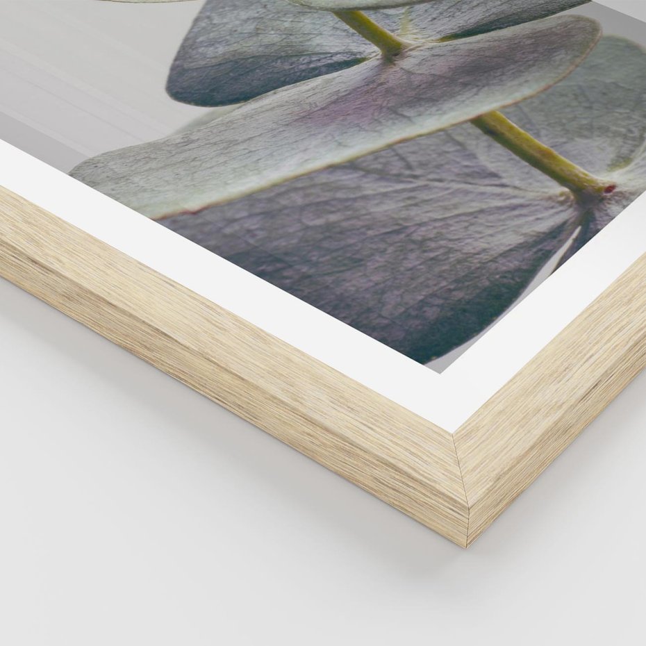 Plakat w ramie 40x50 - Zbliżenie Liści Eukaliptusa - eukaliptus, zbliżenie - rama drewno