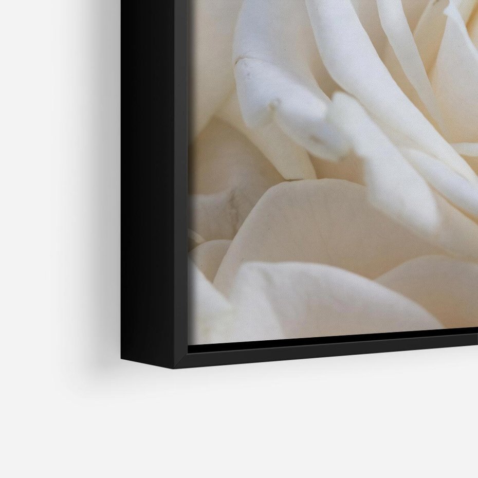 Obraz w ramie 50x50 - Białe róże piękności - białe, róże - rama czarna