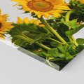 Obraz na płótnie 40x40 - Słoneczna Radość - fotografia, żółte słoneczniki