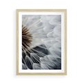 Plakat w ramie 50x70 - Dmuchawce w Naturze - dmuchawiec, zbliżenie - rama drewno