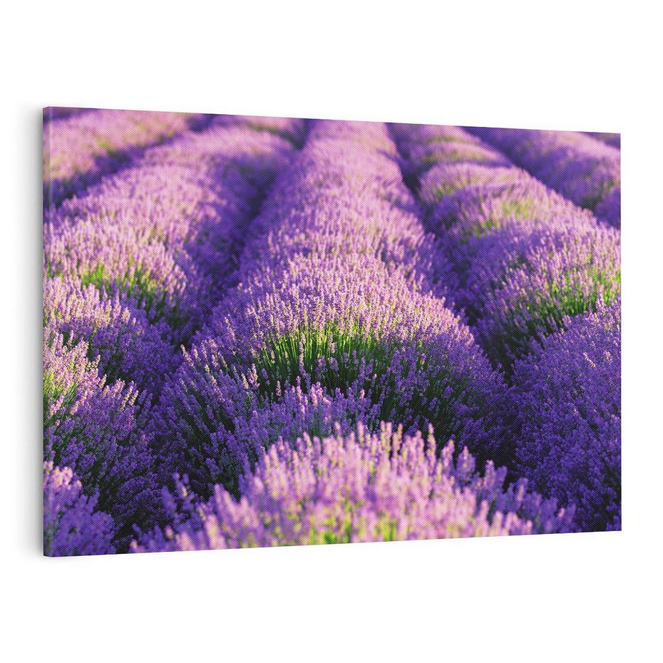 Obraz na płótnie 120x80 - Malownicze Pole Lawendy - lawenda, pole
