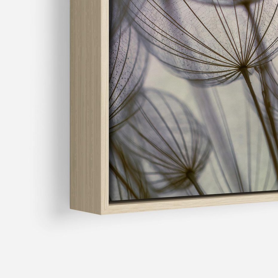 Obraz w ramie 50x50 - Makro dmuchawiec - piękno drobnych detali - dmuchawce, makro - rama drewno