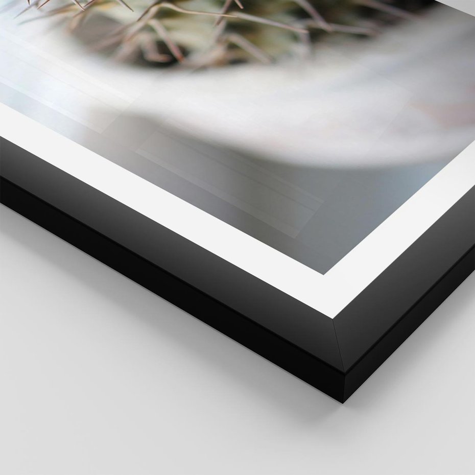 Plakat w ramie 50x70 - Kaktus w Zbliżeniu - kaktus, igły - rama czarna