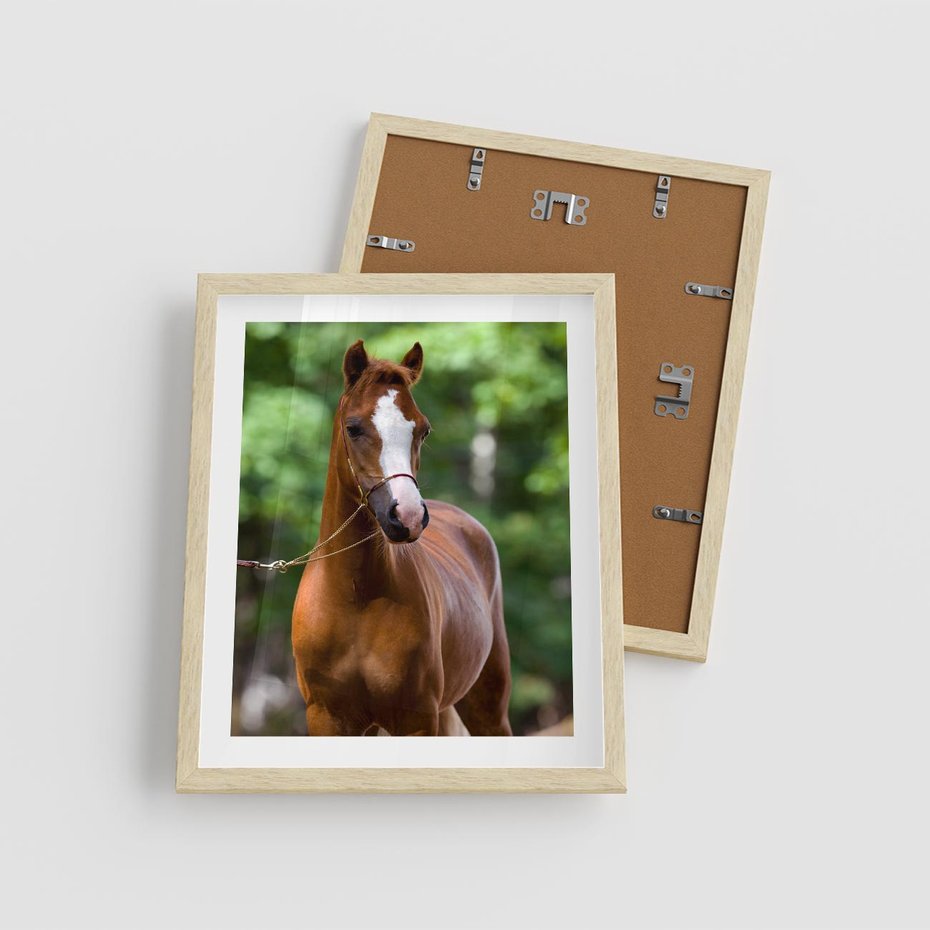 Plakat w ramie 40x50 - Portret Szlachetnego Konia - koń, portret - rama drewno