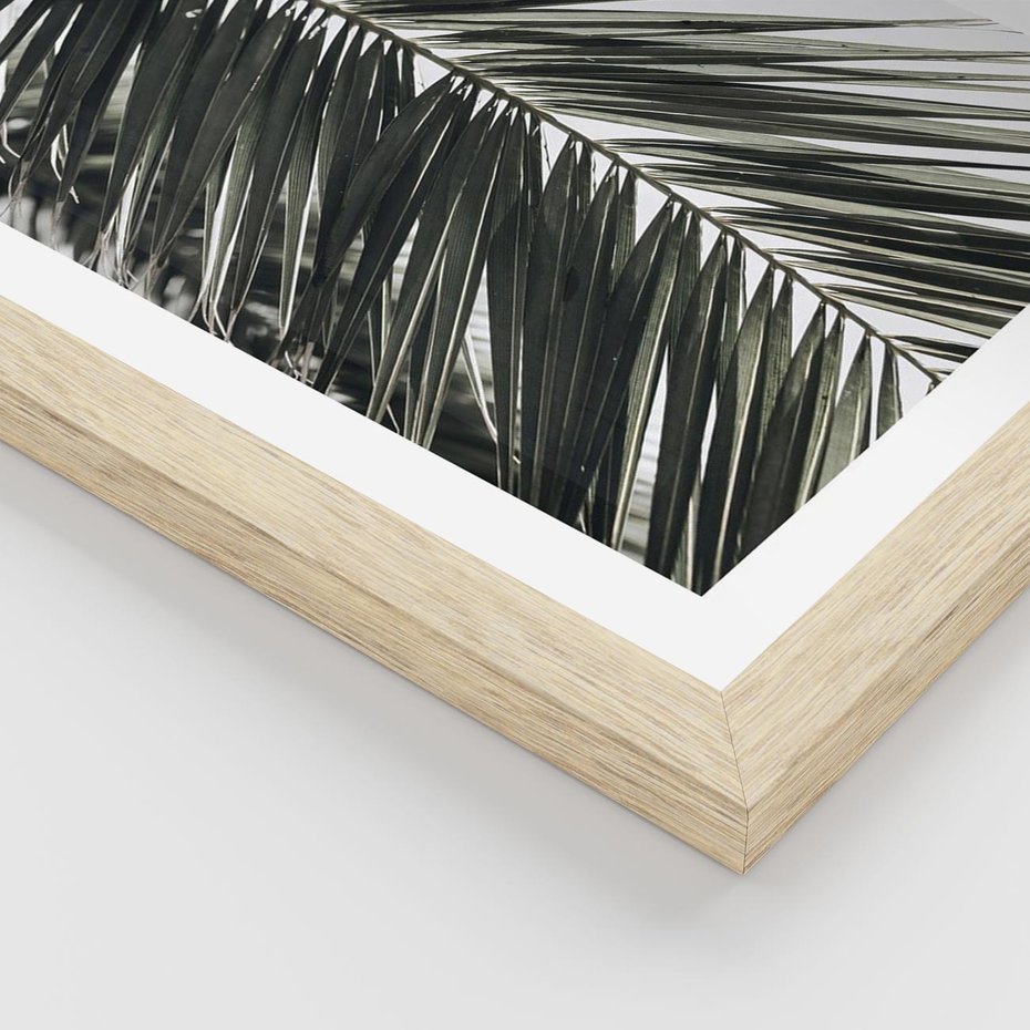 Plakat w ramie 50x70 - Liść Palmy: Egzotyczny Detal Natury - palma, liść palmy - rama drewno