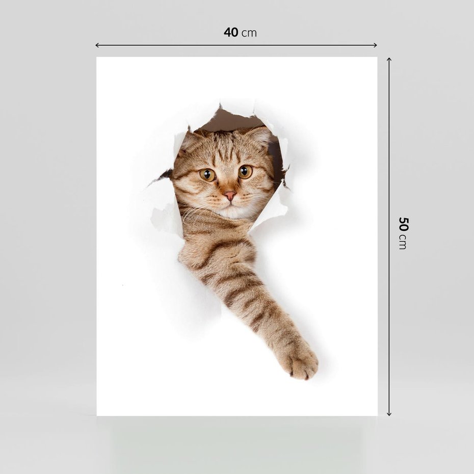 Plakat bez ramy 40x50 - Kot w Dziurze - kot, dziura