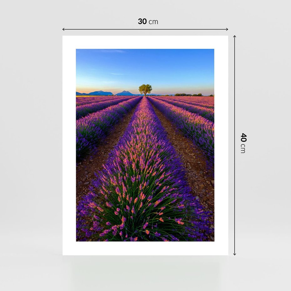 Plakat bez ramy 30x40 - Fioletowa Magia - pole, lawendy