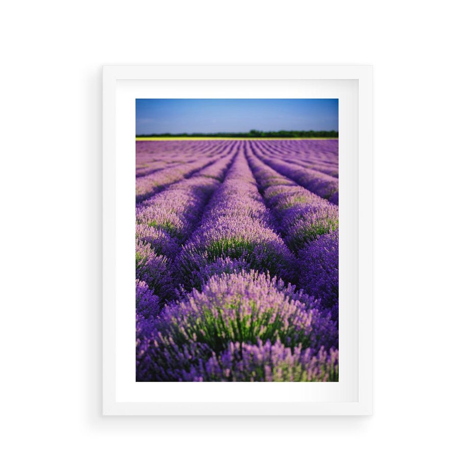Plakat w ramie 30x40 - Malownicze Pole Lawendy - lawenda, pole - rama biała