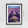 Plakat w ramie 30x40 - Malownicze Pole Lawendy - lawenda, pole - rama czarna