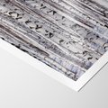 Plakat bez ramy 30x40 - Lśniące Brzozy - brzozy, las