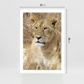 Plakat bez ramy 21x30 - Potęga lwów w Afryce - lew, lwica