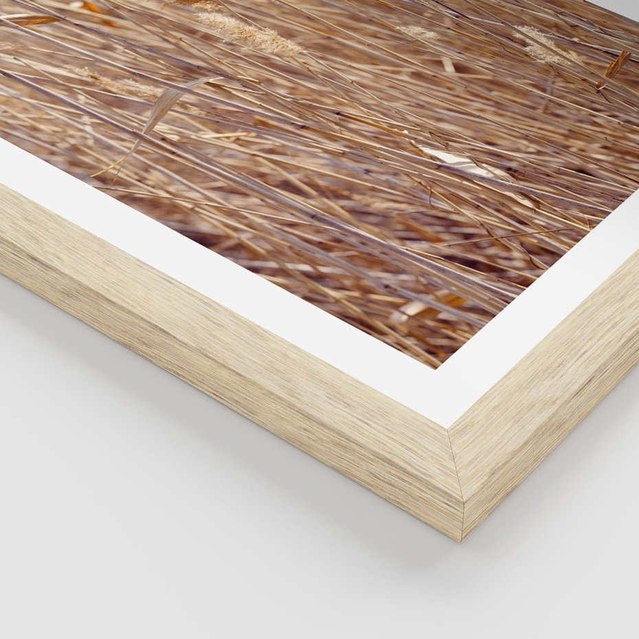 Plakat w ramie 40x50 - Mistrzowskie suche trawy - suche, trawy - rama drewno