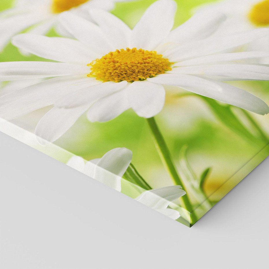 Obraz na płótnie 60x60 - Stokrotka: delikatność natury - stokrotka, kwiat