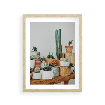 Plakat w ramie 30x40 - Kaktusowa Galeria w Doniczkach - kaktusy w doniczkach, fotografia - rama drewno