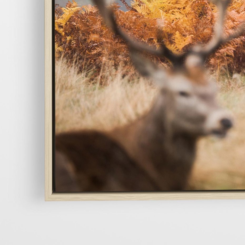 Obraz w ramie 50x50 - Malownicza Harmonia - jelenie, jesień - rama drewno