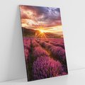 Obraz na płótnie 80x120 - Lawenda: Pachnące pole kwiatów - kwiaty, lawenda