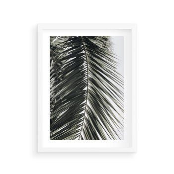 Plakat w ramie 30x40 - Liść Palmy: Egzotyczny Detal Natury - palma, liść palmy - rama biała