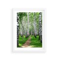 Plakat w ramie 30x40 - Bajkowy las pełen brzóz - las, brzozy - rama biała