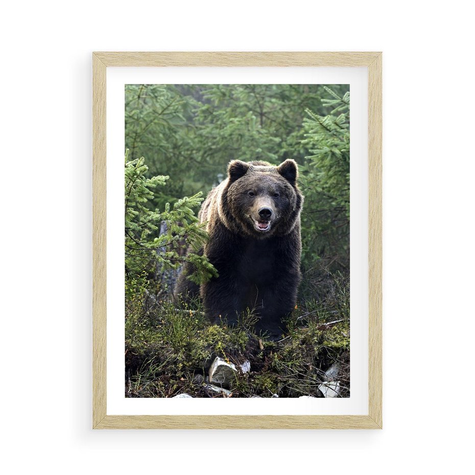 Plakat w ramie 50x70 - Spotkanie z Niedźwiedziem w Lesie - niedźwiedź, las - rama drewno