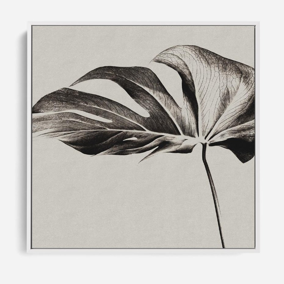 Obraz w ramie 80x80 - Szepczący Liść - szkic, czarno biały - rama biała